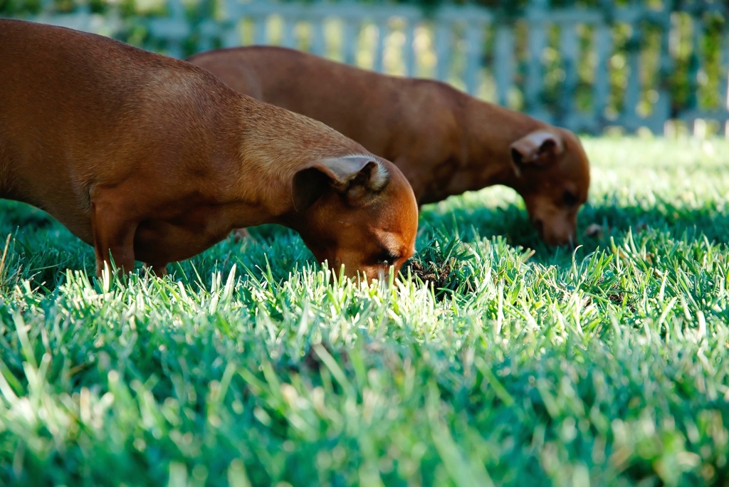 犬が草を食べる理由は 考えられる病気 食べると危険な草の種類も