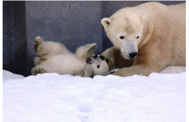 円山動物園のシロクマのララと赤ちゃんのリラ