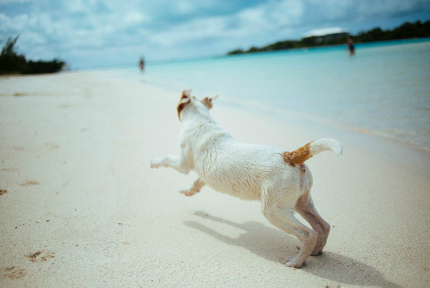 海辺を走る犬