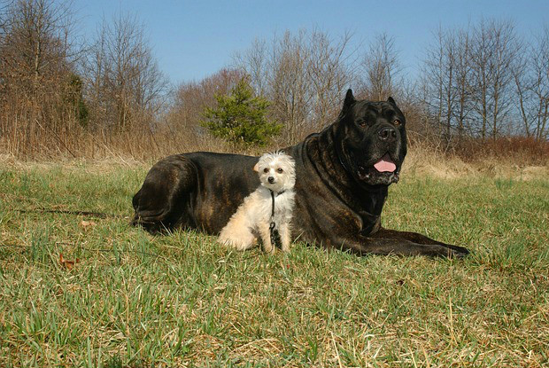 小型犬と大型犬