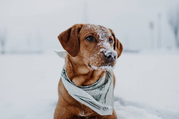 雪で遊ぶ犬
