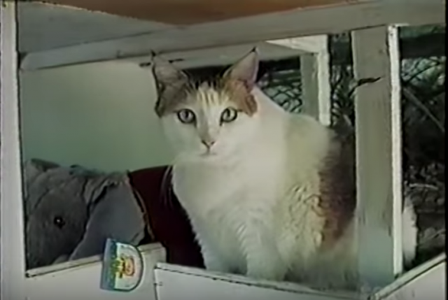 猫の最長寿ギネス記録を樹立したクレームパフ