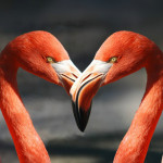 flamingo-heart