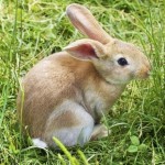bunny-837443_640