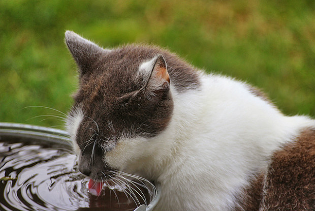 猫とお水