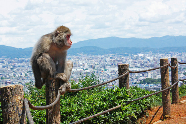 京都の動物園の猿