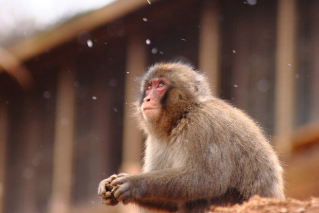 京都の動物園の猿