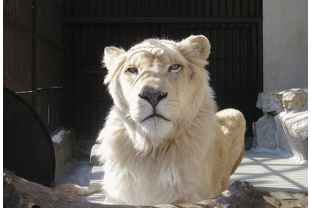 岡山県の動物園の池田動物園のホワイトライオン