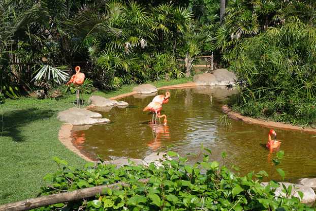 ハワイのホノルル動物園のフラミンゴ